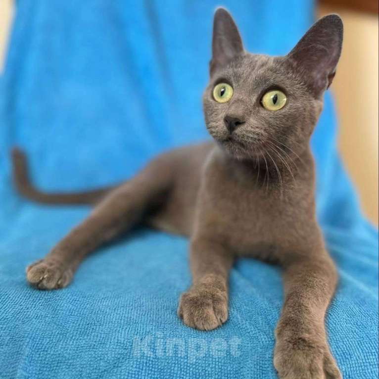 Кошки в Москве: Думушке очень нужен дом Девочка, Бесплатно - фото 3