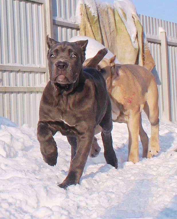 Собаки в Сергиеве Посаде: Две девочки кане корсо. Девочка, 60 000 руб. - фото 2