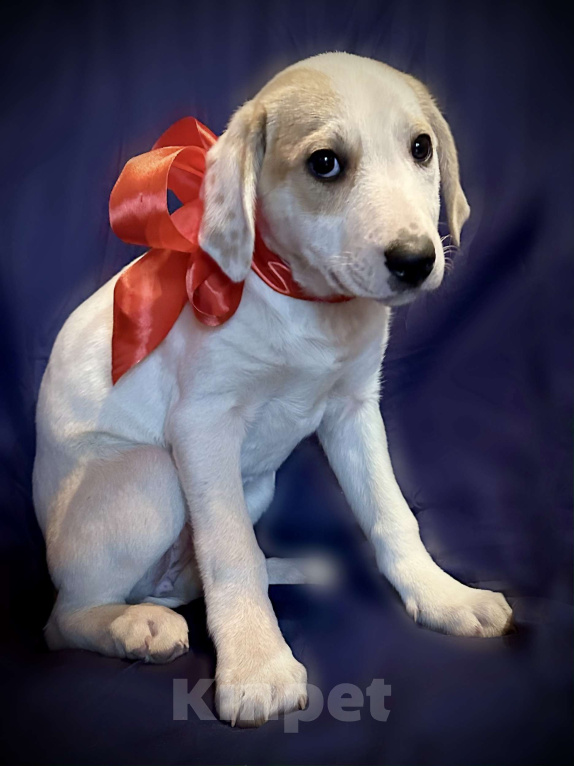 Собаки в Раменском: Бусинка ищет любящую семью Девочка, 1 руб. - фото 1