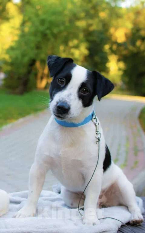 Собаки в Симферополе: Эксклюзивная девочка Джек Рассел терьер  Девочка, 17 000 руб. - фото 4