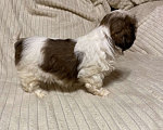 Собаки в Санкт-Петербурге: Милашечка ши тцу  Девочка, 35 000 руб. - фото 8