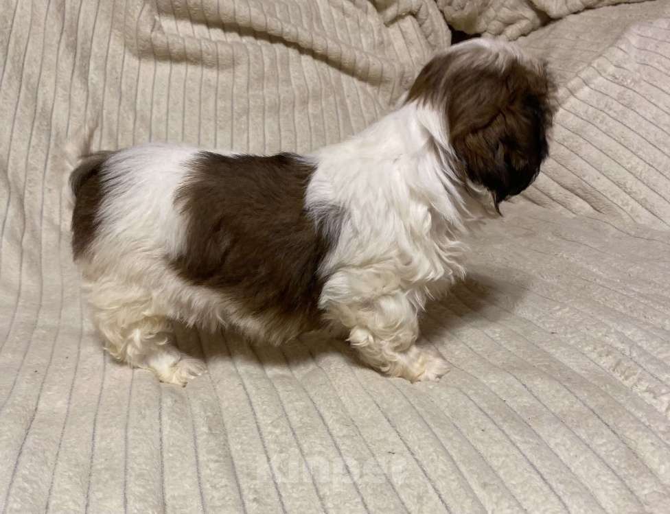 Собаки в Санкт-Петербурге: Милашечка ши тцу  Девочка, 35 000 руб. - фото 8