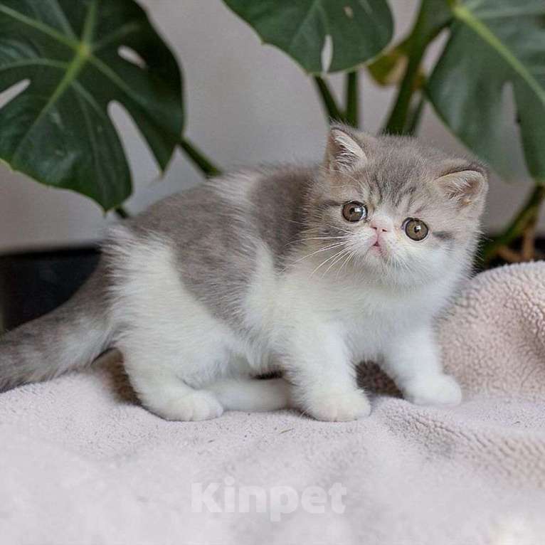 Кошки в Москве: Экзотический котенок котик Мальчик, 35 000 руб. - фото 2