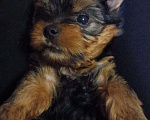 Собаки в Кемерово: Продам щенка йоркширского терьера, мальчик два месяца. Мальчик, 15 000 руб. - фото 1