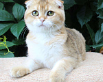 Кошки в Полярном Зоре: вислоухий котик золотого окраса, 10 000 руб. - фото 4