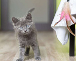 Кошки в Москве: Русский голубой котенок Стёпа в дар Мальчик, Бесплатно - фото 2