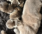 Кошки в Екатеринбурге: Котята Мальчик, 50 руб. - фото 1