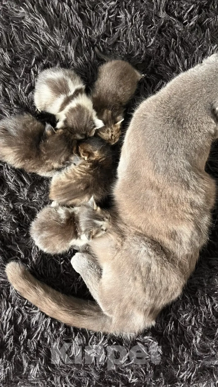 Кошки в Екатеринбурге: Котята Мальчик, 50 руб. - фото 1