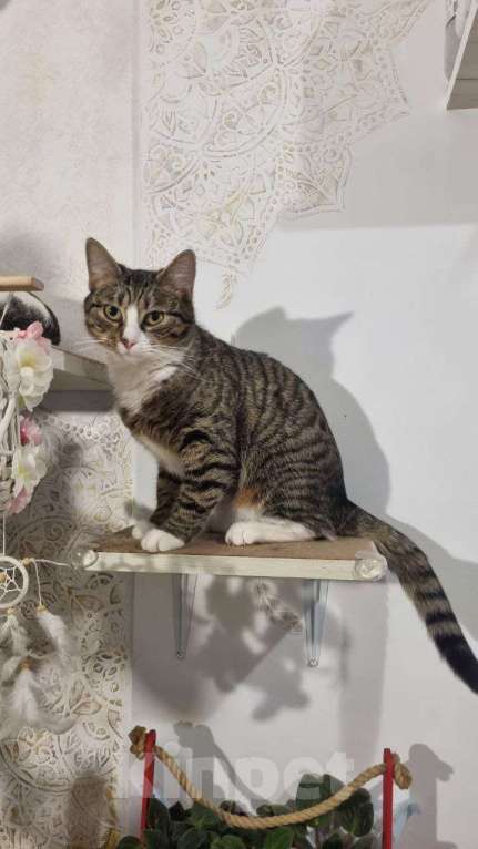 Кошки в Санкт-Петербурге: Кошечка юная коренная петербурженка в добрые руки Девочка, Бесплатно - фото 1