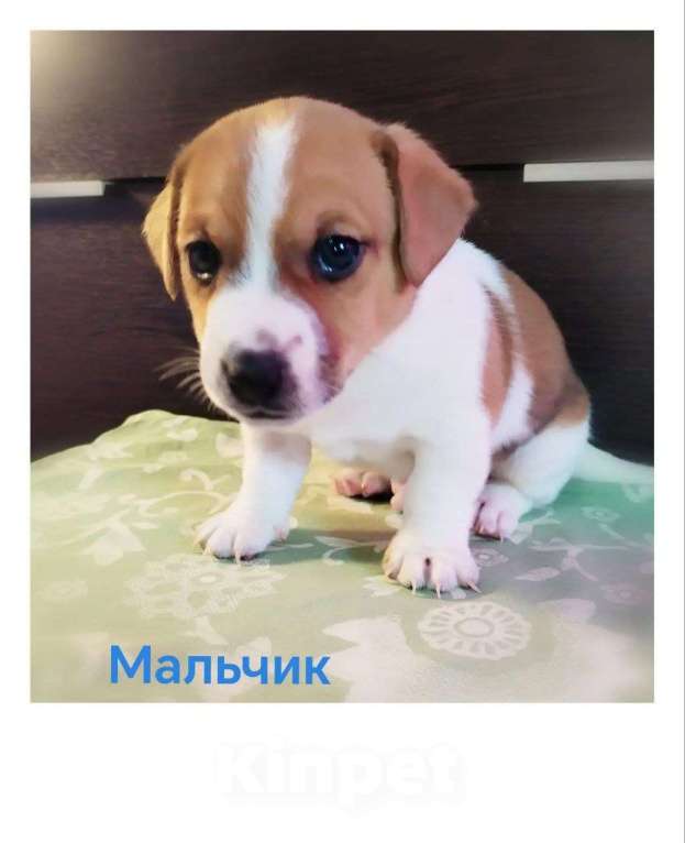 Собаки в Москве: Щенки Джек Рассел терьер Мальчик, 25 000 руб. - фото 4