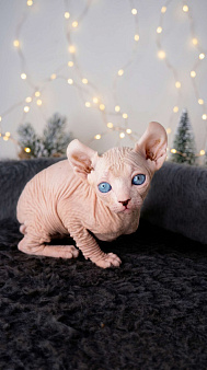 Котёнок эльф