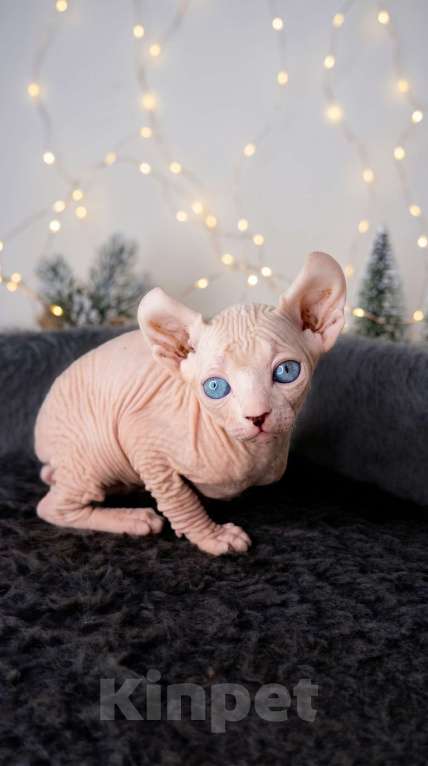 Кошки в Москве: Котёнок эльф Девочка, 90 000 руб. - фото 1