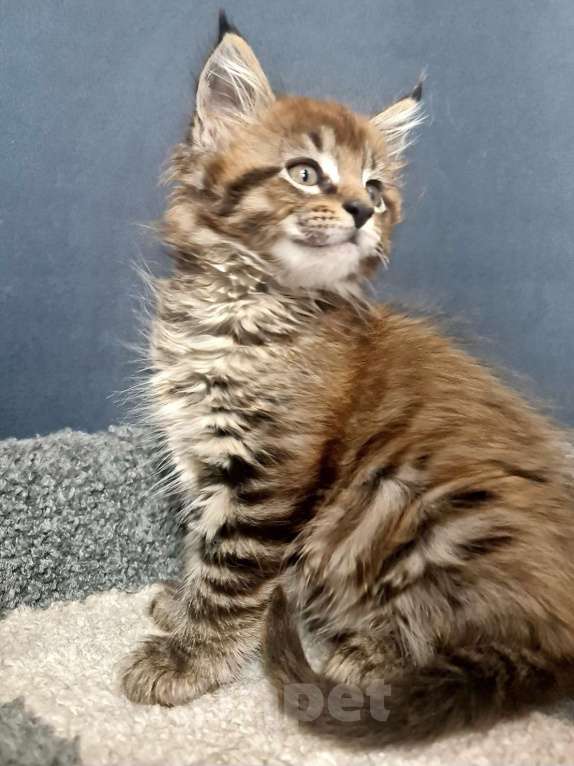 Кошки в других городах Ярославской области: Мейн кун девочка Девочка, Бесплатно - фото 2