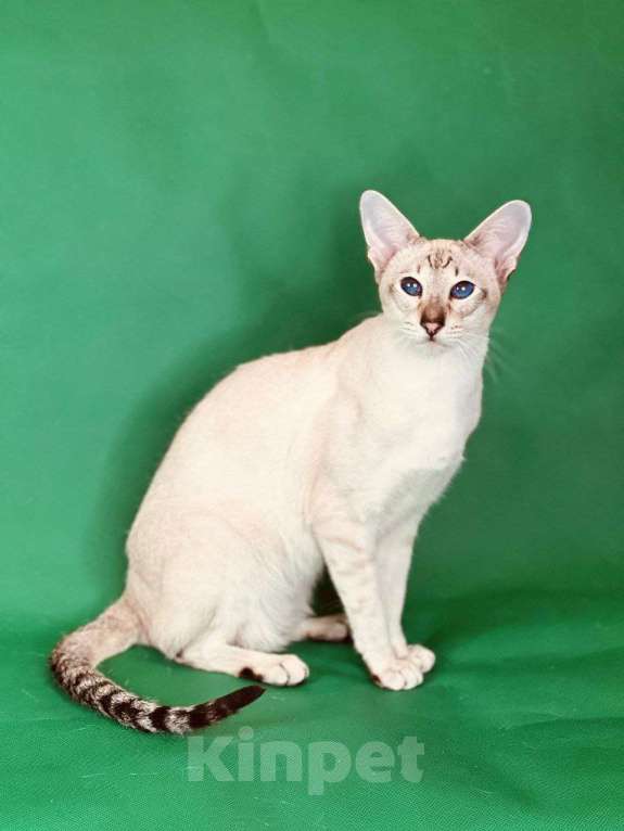 Кошки в Москве: Элитный синеглазый котенок  Мальчик, 55 000 руб. - фото 4