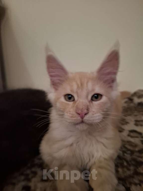 Кошки в Москве: Рыжая красавица. Девочка, 20 000 руб. - фото 1