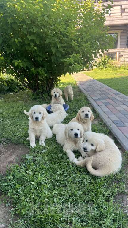Собаки в других городах Тверской области: Щенки золотистого ретривера (возможна доставка по городу Тверь ) Мальчик, 80 000 руб. - фото 7