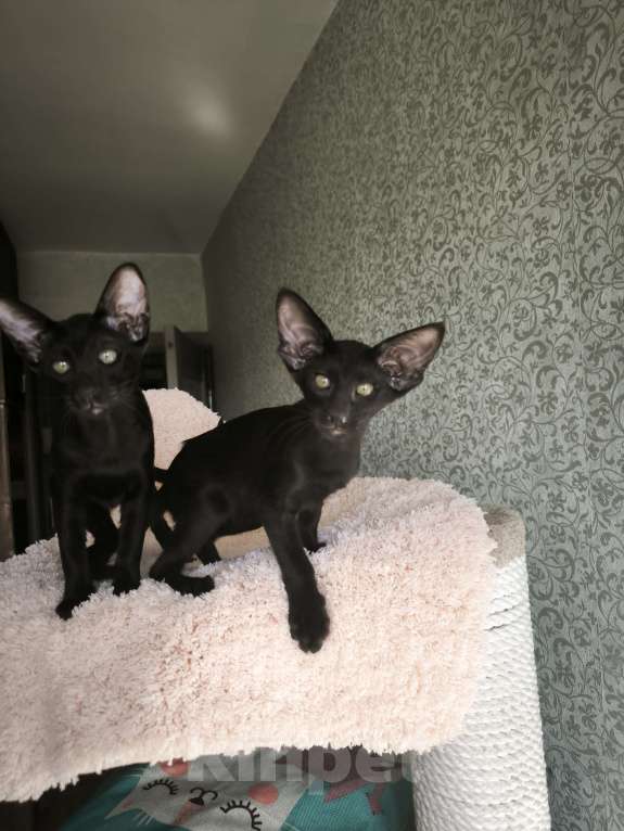 Кошки в Москве: Ориентальные котята в Москве. привитые Девочка, 70 000 руб. - фото 9
