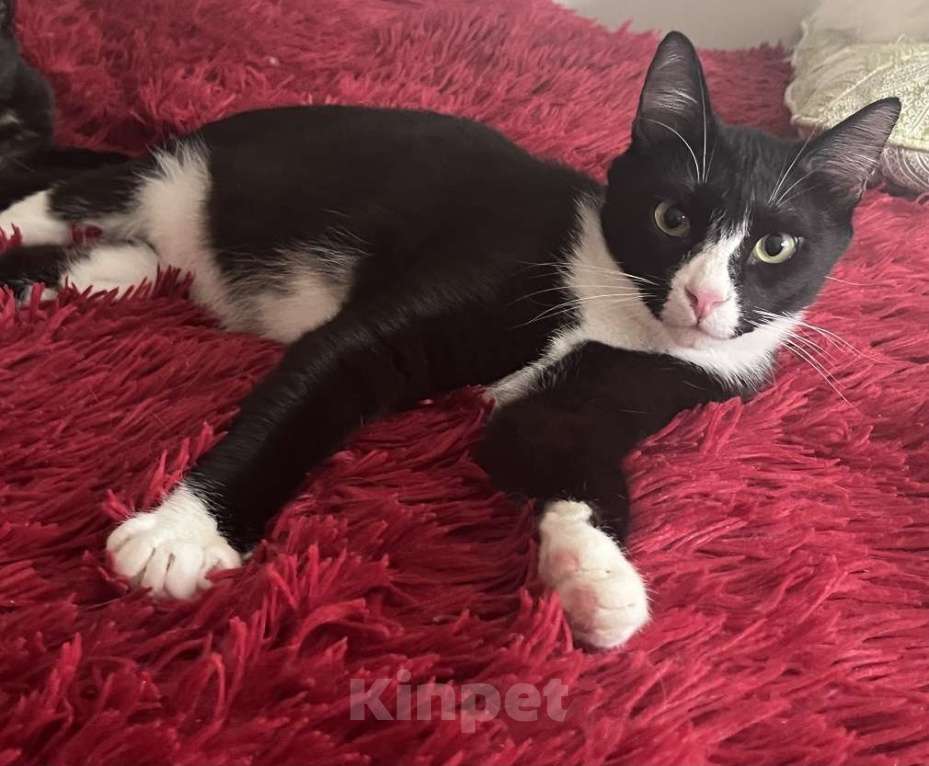 Кошки в Москве: Добрый и ласковый котик Маркиз ищет дом! Мальчик, Бесплатно - фото 6