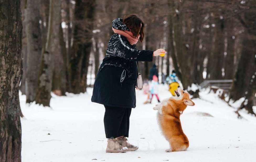 Собаки в Санкт-Петербурге: Вязка прекрасного самца Мальчик, 30 000 руб. - фото 4