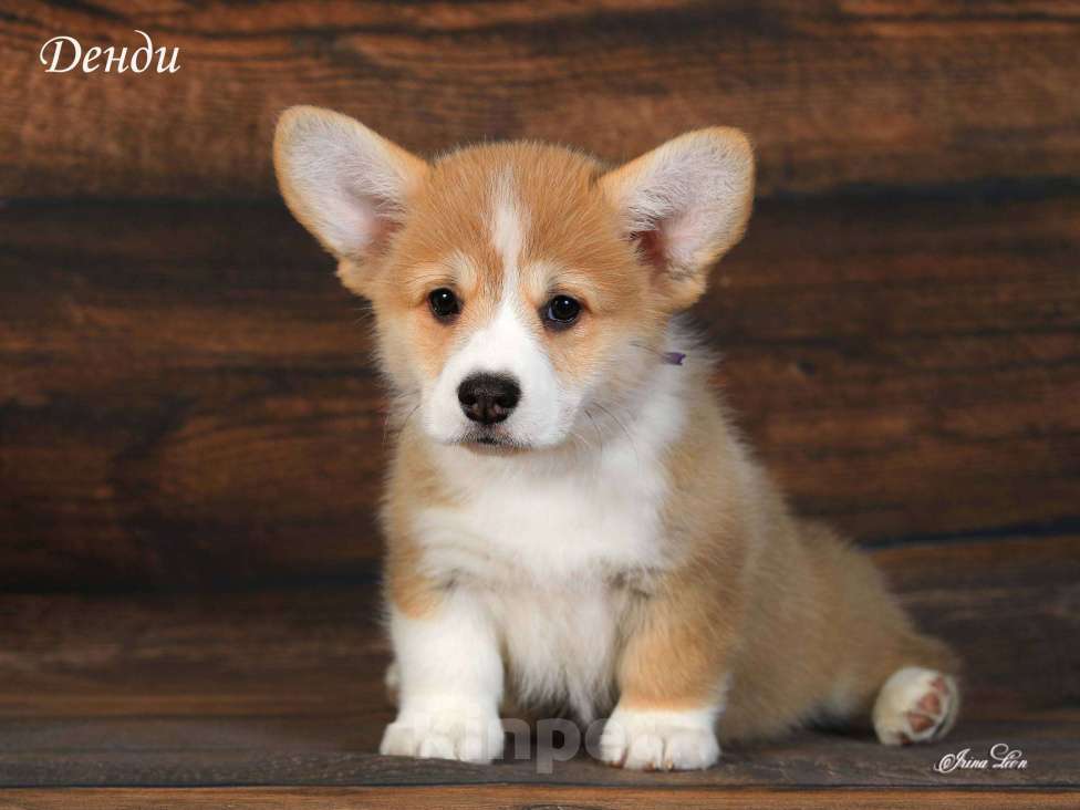 Собаки в Одинцово: Корги щенок рыжий 2,5 мес. Мальчик, 50 000 руб. - фото 2