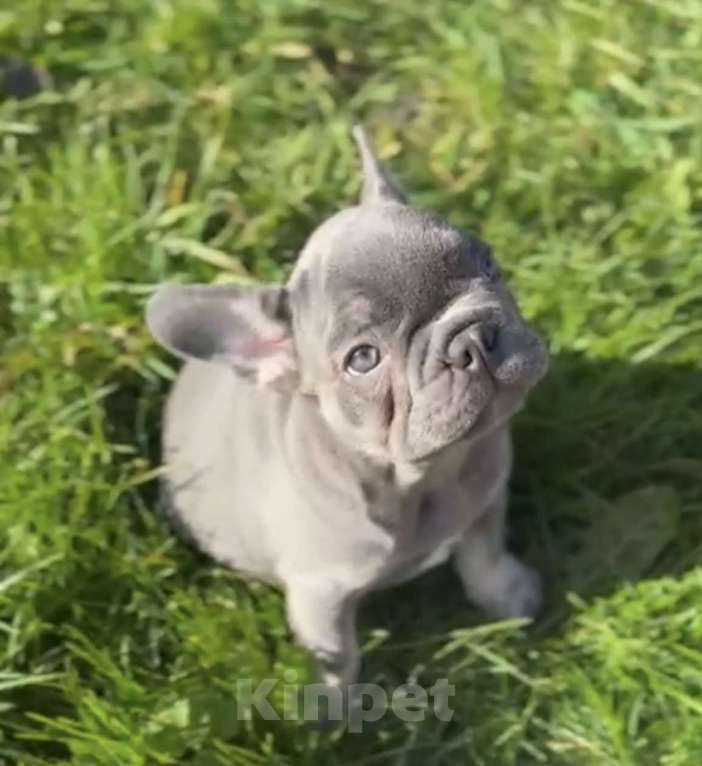 Собаки в Калининграде: Лиловые щенки французского бульдога Мальчик, 55 000 руб. - фото 5