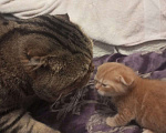 Кошки в Челябинске: Вислоухий котенок – истинный Мандарин! 🍊🐾 Мальчик, 5 000 руб. - фото 1