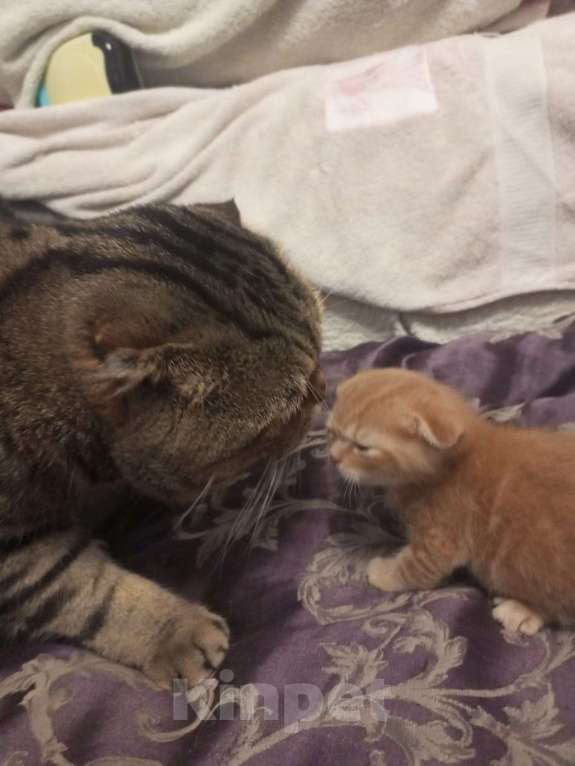 Кошки в Челябинске: Вислоухий котенок – истинный Мандарин! 🍊🐾 Мальчик, 5 000 руб. - фото 1