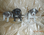 Собаки в Оренбурге: Плюшевые пупсики щенки Чихуахуа Мальчик, 25 000 руб. - фото 1