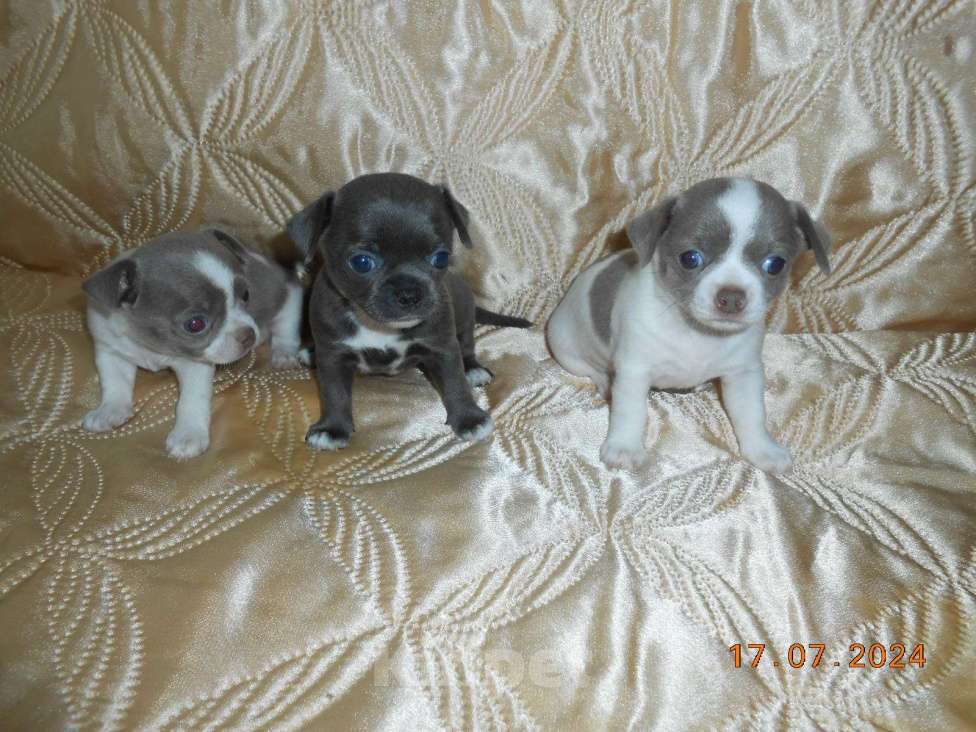 Собаки в Оренбурге: Плюшевые пупсики щенки Чихуахуа Мальчик, 25 000 руб. - фото 1