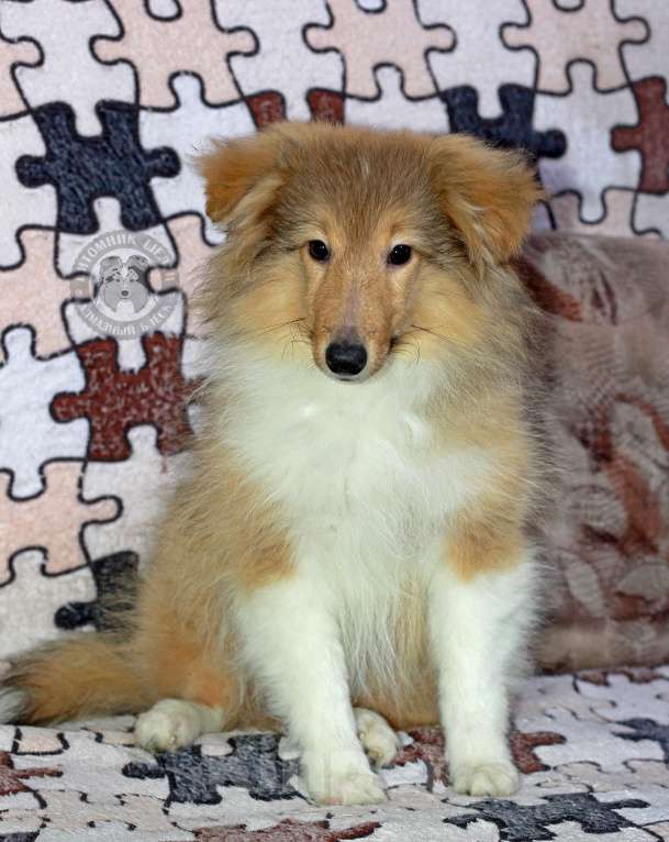 Собаки в Москве: Весёлая шелти  Девочка, Бесплатно - фото 3