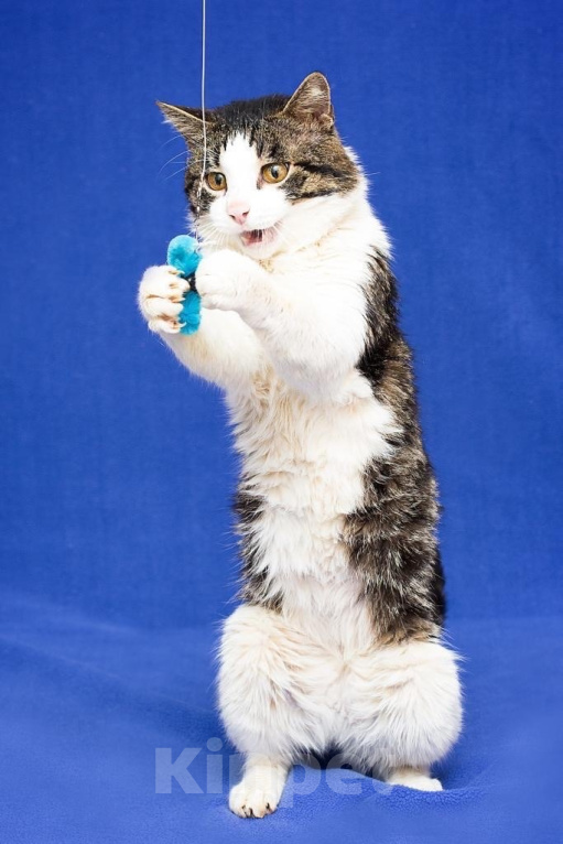 Кошки в Москве: Платоша ищет дом  Мальчик, Бесплатно - фото 3