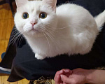 Кошки в Казани: Отдам кошку в хорошие руки Девочка, Бесплатно - фото 1