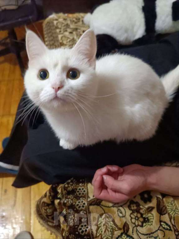 Кошки в Казани: Отдам кошку в хорошие руки Девочка, Бесплатно - фото 1
