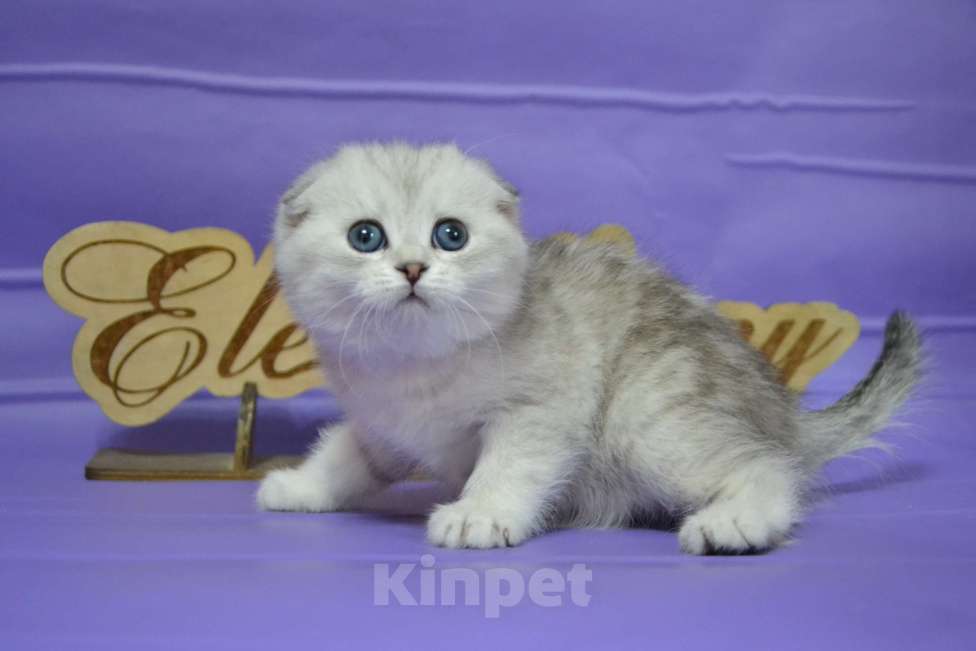 Кошки в Москве: Фолдочка серебристая Девочка, 65 000 руб. - фото 5