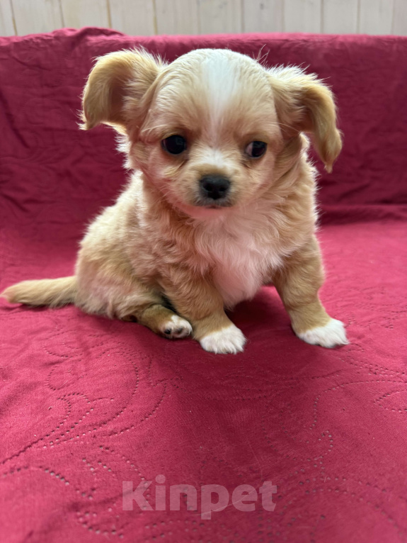 Собаки в других городах Московской области: Мальчик чихуахуа Габриель Мальчик, 60 000 руб. - фото 5