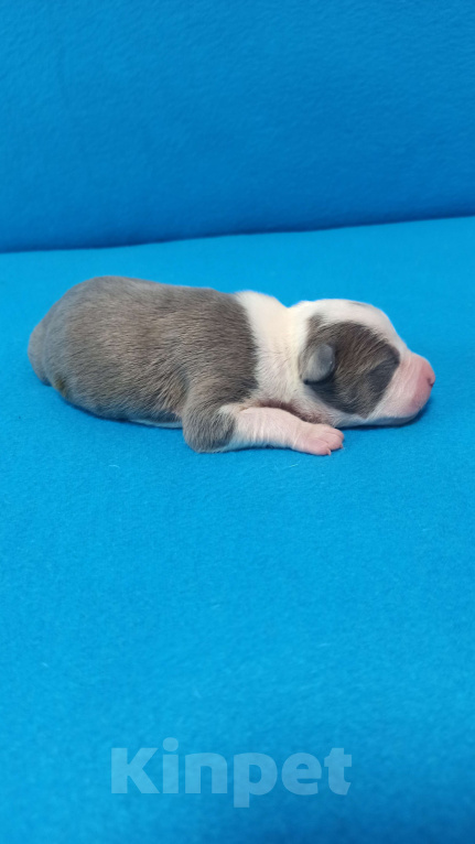 Собаки в Санкт-Петербурге: Кобель3 Мальчик, Бесплатно - фото 2