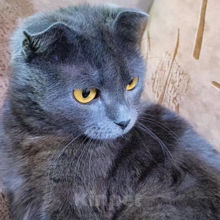 Кошки в Москве: Патрицию выкинули Девочка, Бесплатно - фото 4