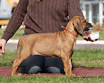 Собаки в Москве: Девочка родезийский риджбек  Девочка, Бесплатно - фото 5