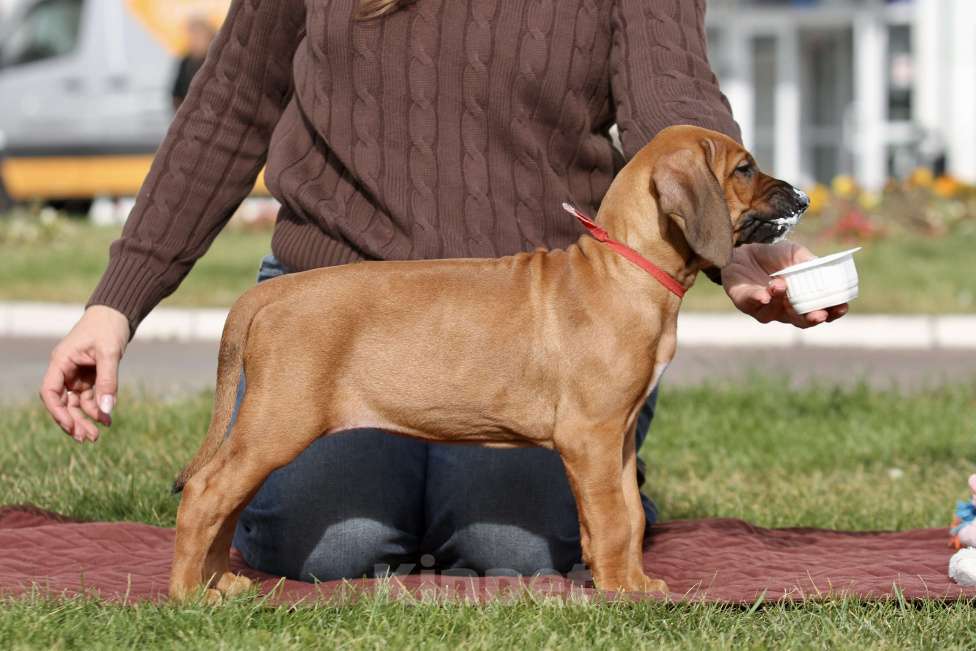 Собаки в Москве: Девочка родезийский риджбек  Девочка, Бесплатно - фото 5