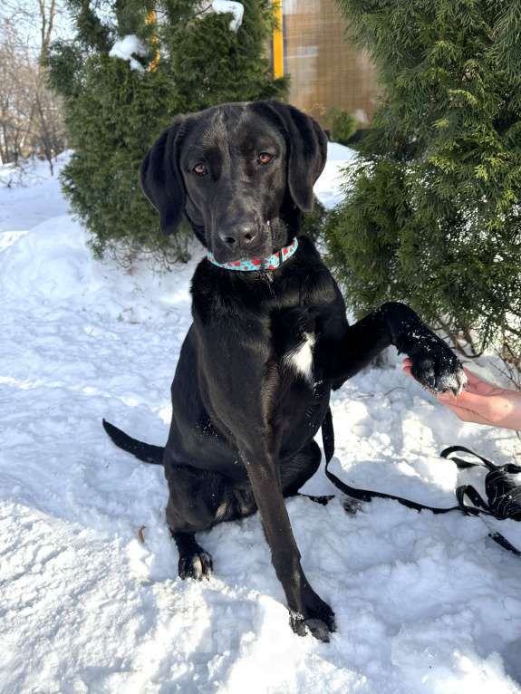 Собаки в Москве: Собака бесплатно в Москве Девочка, Бесплатно - фото 4