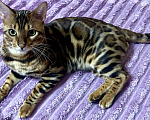 Кошки в Москве: Бенгальский котенок Мальчик, 35 000 руб. - фото 4