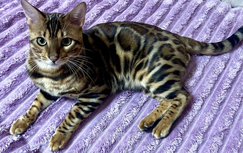 Кошки в Москве: Бенгальский котенок Мальчик, 35 000 руб. - фото 4