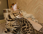 Кошки в Екатеринбурге: Бенгальский котенок Мальчик, 15 000 руб. - фото 1