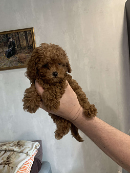 Той пудель красный