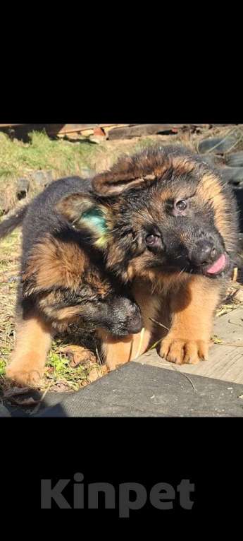 Собаки в Иркутске: Немецкая овчарка длинношерстная Мальчик, 50 000 руб. - фото 1