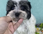 Собаки в Москве: Цветной Йорк - мальчик Мальчик, 40 000 руб. - фото 9