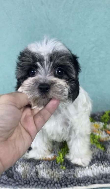 Собаки в Москве: Цветной Йорк - мальчик Мальчик, 40 000 руб. - фото 9