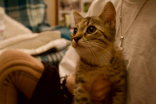 Котенок Луна ищет дом