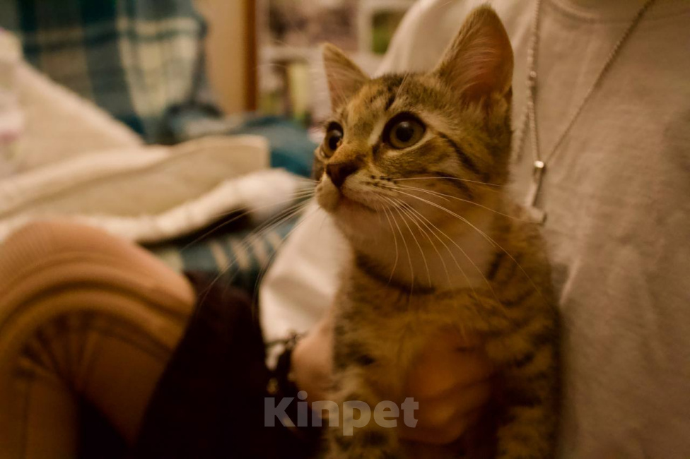 Кошки в Москве: Котенок Луна ищет дом Девочка, Бесплатно - фото 1