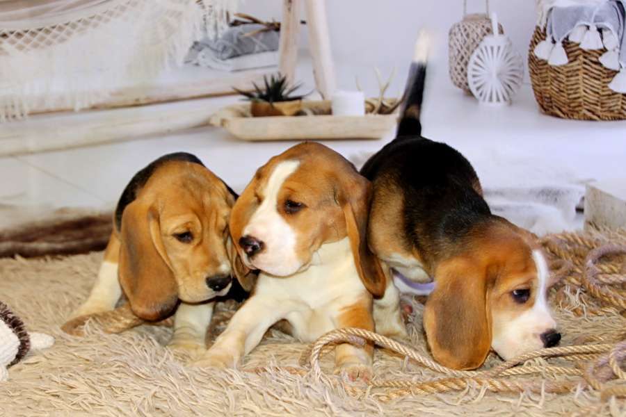 Собаки в Москве: девочка бигля Девочка, 50 000 руб. - фото 3